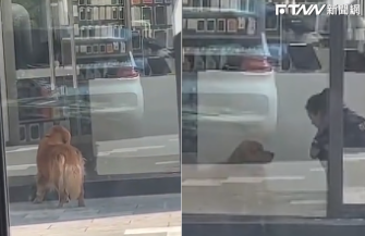 狗狗熱到跑到別家店蹭冷氣（圖／翻攝自微博@濰坊那點事兒）
