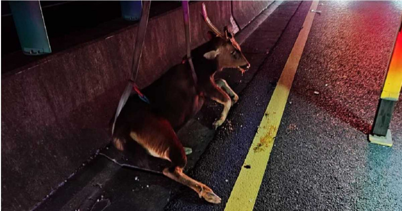 藍姓女駕駛行駛在國道3號關廟路段時，意外撞死停站在路中央的大水鹿。（圖／報系資料照）