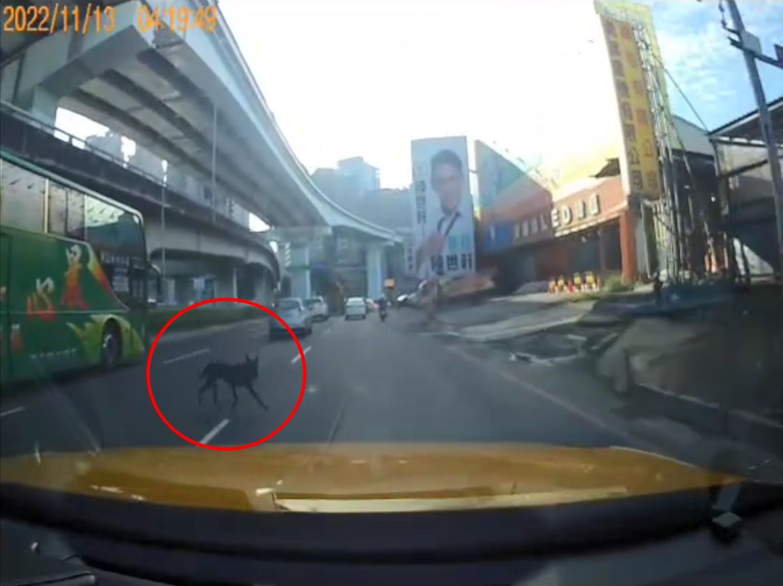 疏縱寵物在道路奔走妨害交通。（示意圖，新北市交通事件裁決處提供）