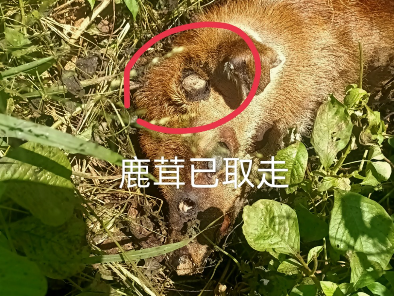 有網友近日於爆料公社發文痛斥，墾丁已成盜獵天堂，有梅花鹿鹿茸被取下後丟棄。（翻攝自爆料公社）