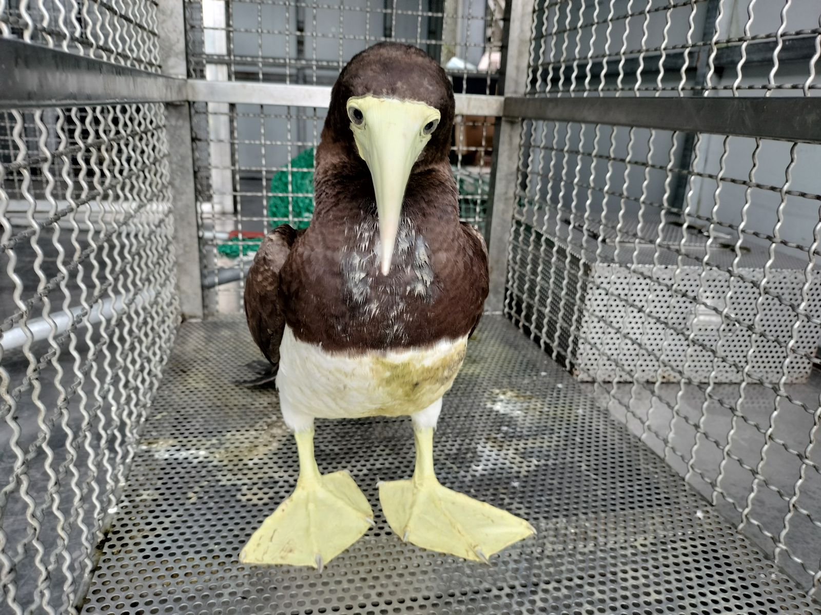 呆萌模樣的白腹鰹鳥外型十分討喜。（新北動保處提供）
