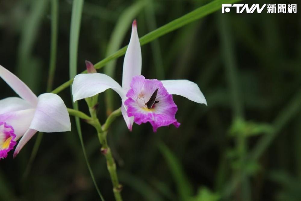 新北市農業局復育出3000株「葦草蘭」實生苗。（圖／狸和禾小穀倉工作室提供）