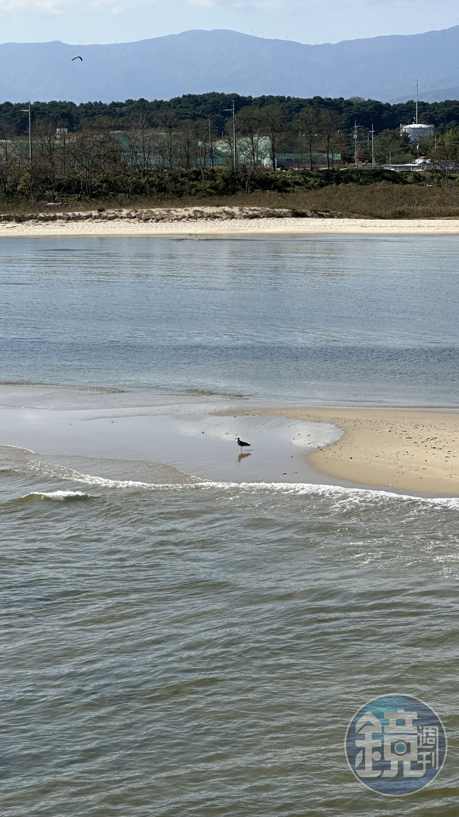橋下是河海交界的濕地地景。