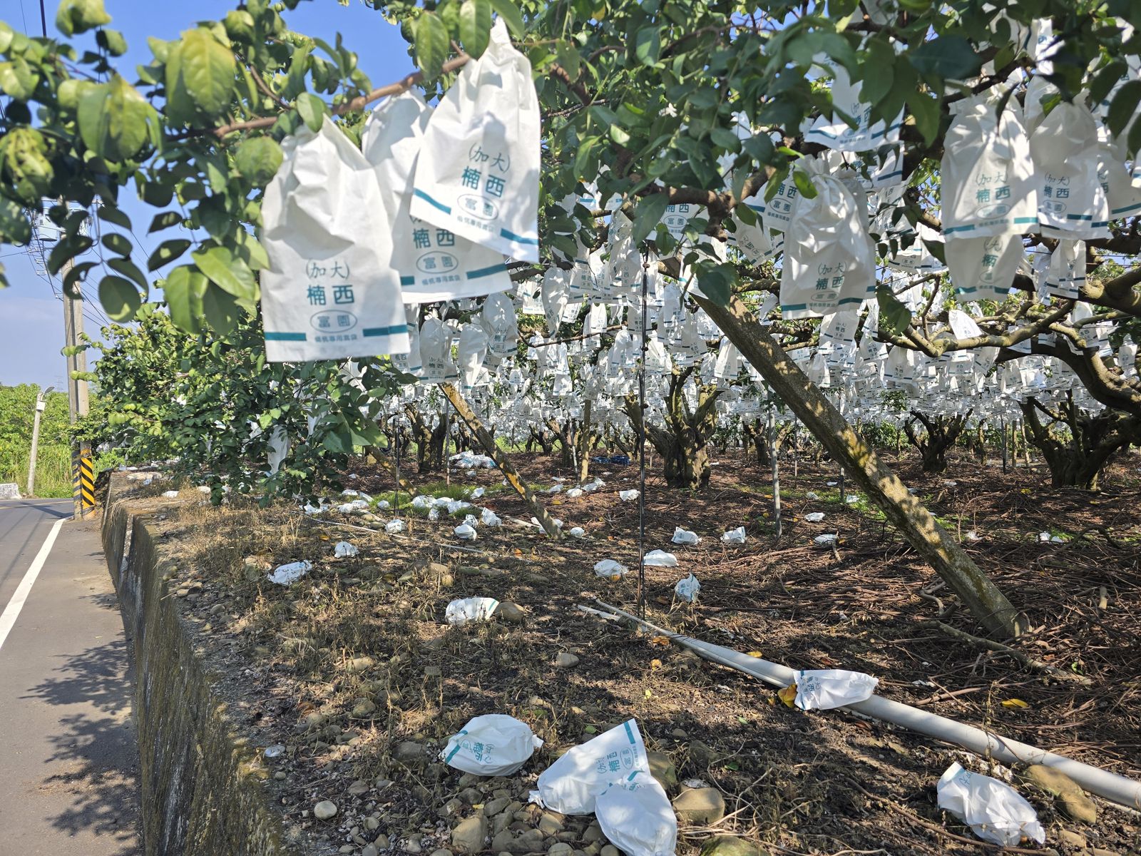 農業部於1月22日公告南市為棗及楊桃農業天然災害現金救助地區。（南市農業局提供）