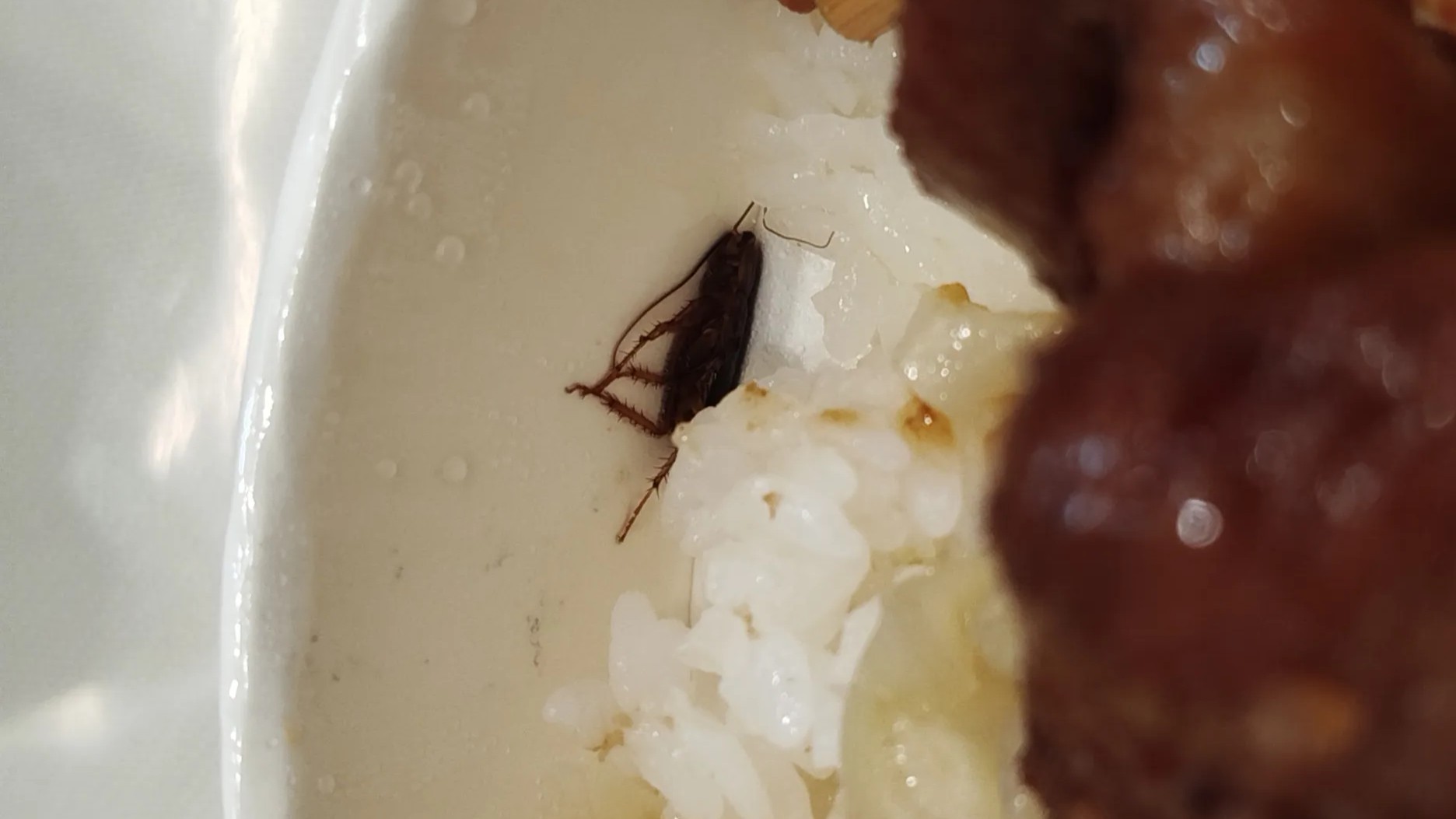 網友在社群平台上爆料，在高雄高鐵左營站購買的120元台鐵便當竟出現一隻完整的大蟑螂。（圖／取自＠thomaslai_0301.tw）